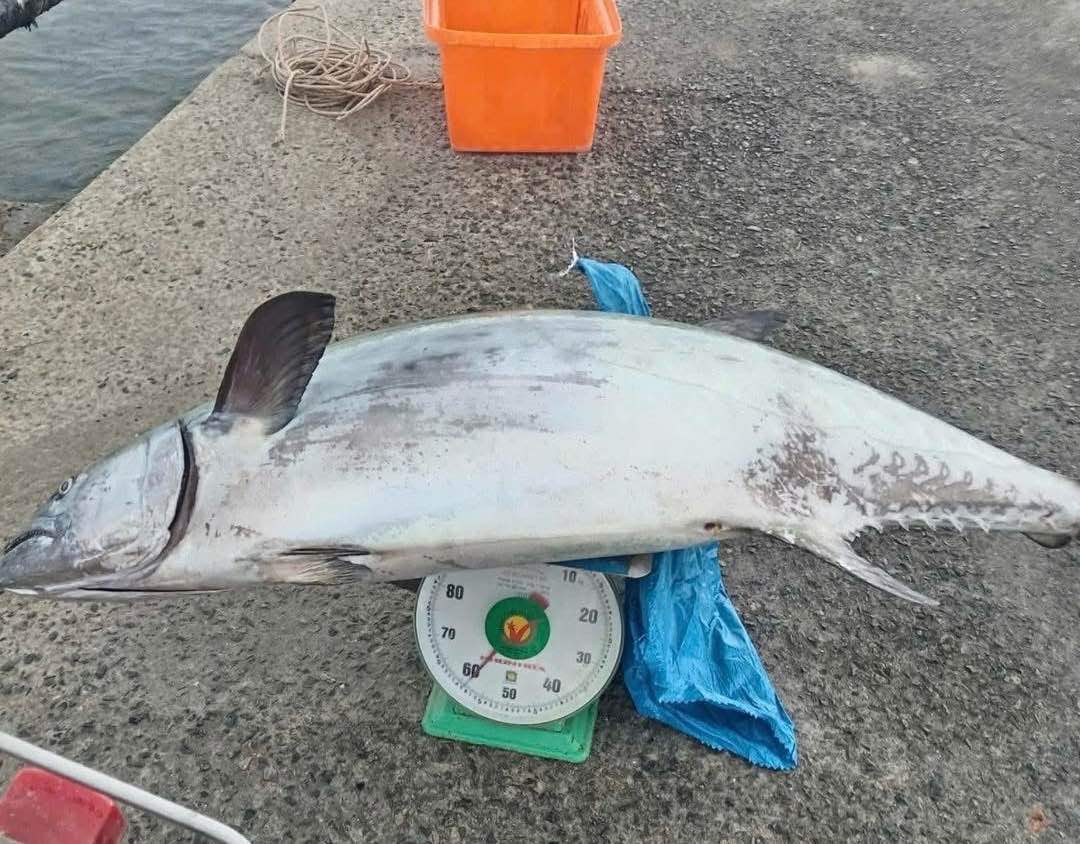 Con ca thu co can nang gan 60kg. Anh: Tan Thanh