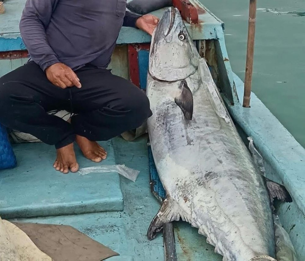 Con ca thu “khung” do nguoi dan cau duoc o gan dao Phu Quy. Anh: Tan Thanh