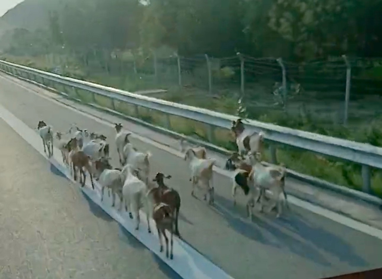 Dan de khoang 15 con di tren cao toc Vinh Hao - Phan Thiet. Anh: Ban doc cung cap