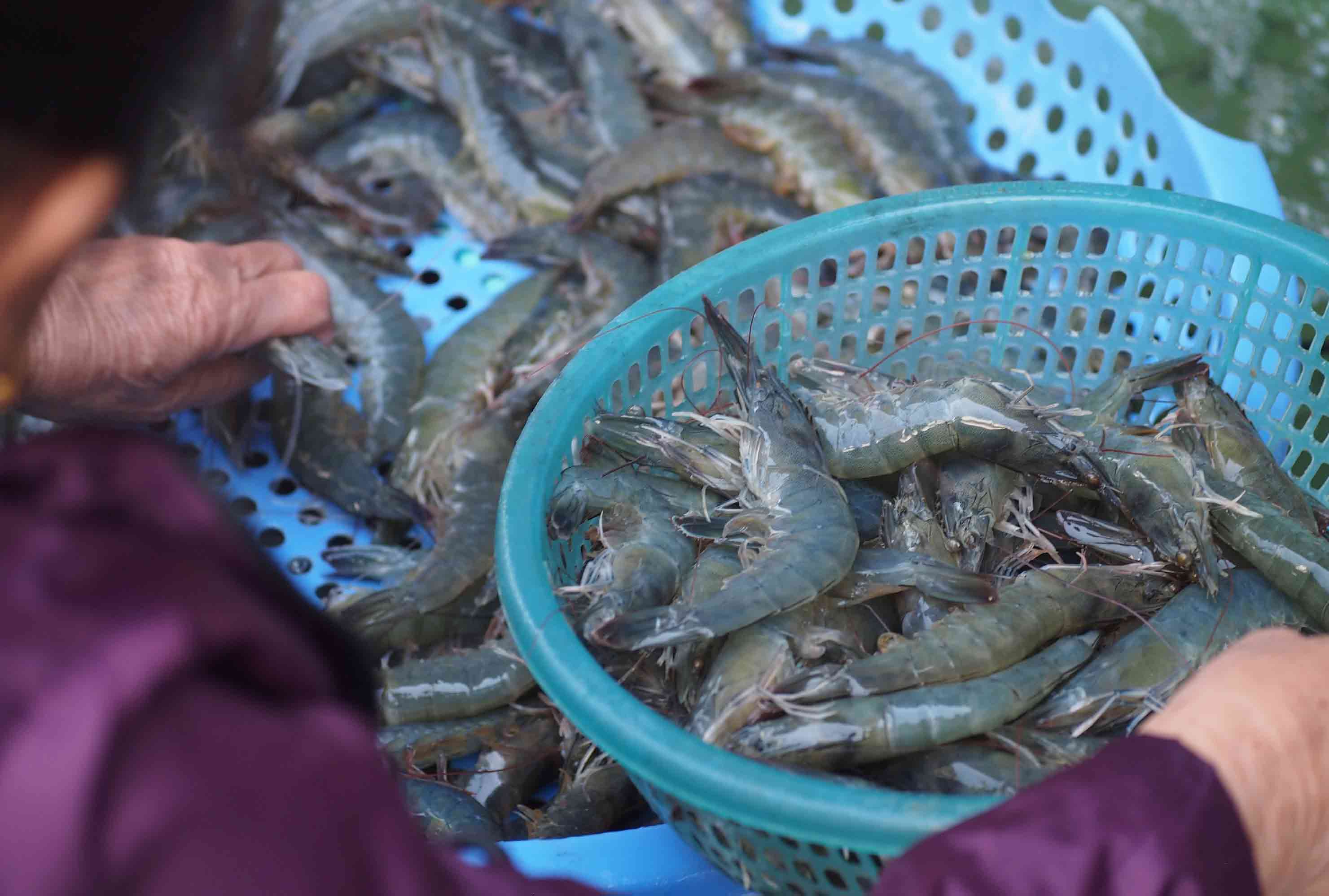 Xuat khau thuy san thoi gian toi cung se doi mat nhieu thach thuc, do cac rao can ve thue quan, rao can ky thuat va cac quy dinh quoc te. Anh: Bich Ngoc