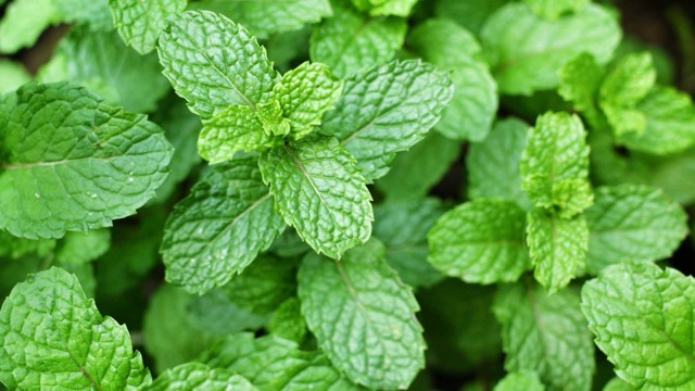 박하 식물은 바퀴벌레 파리의 방향 감각을 방해하는 데 도움이 됩니다. 사진: Huong Son