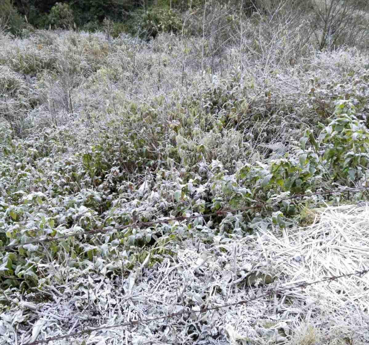 Chinh quyen dia phuong khuyen cao nguoi dan chu y giu am va bao ve dan vat nuoi truoc tinh trang bang gia. Anh: Ngoc Anh