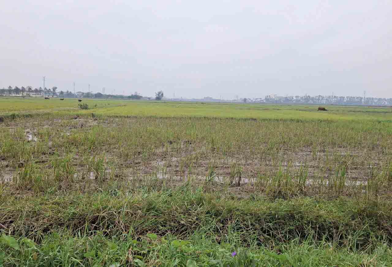 Tren nhieu canh dong o Ha Tinh hien khong con tinh trang giang bay bat chim troi. Anh: Tran Tuan.