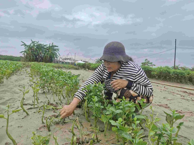 Ba Phan Thi Chinh (nguoi dan trong rau o La Huong, Da Nang) mat trang 3.500m2 hoa mau sau tran lu lut keo dai. Anh: Thu Giang 