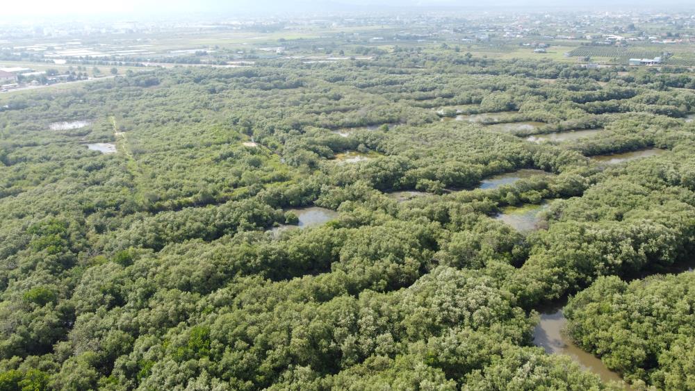 Mot khu rung ngap man se trien khai du an cong vien sinh thai Hung Vuong. Anh: Duy Tuan 