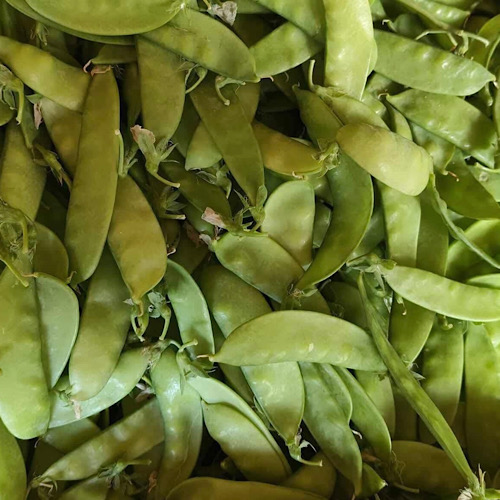 オランダ茶には、肝臓の解毒と肝機能の向上をサポートする効果があります。写真:クアン・ミン.