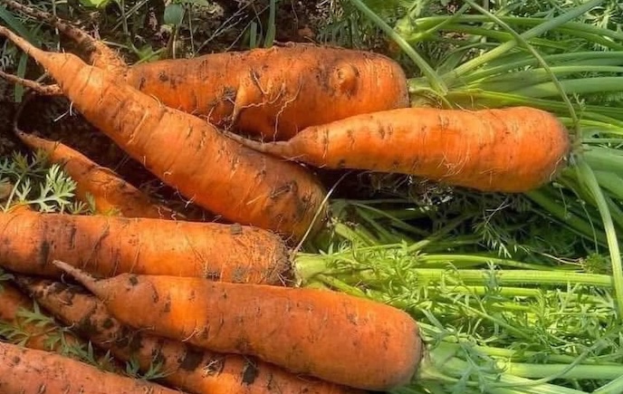 Carrots can help detoxify the liver when processed properly. Photo: Kieu Vu