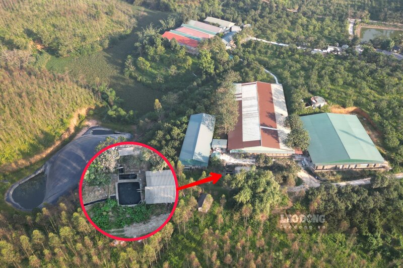 Theo nguoi dan, trai lon Do Thin dang chan nuoi 4.000 den 5.000 ca the lon. Anh: To Cong.