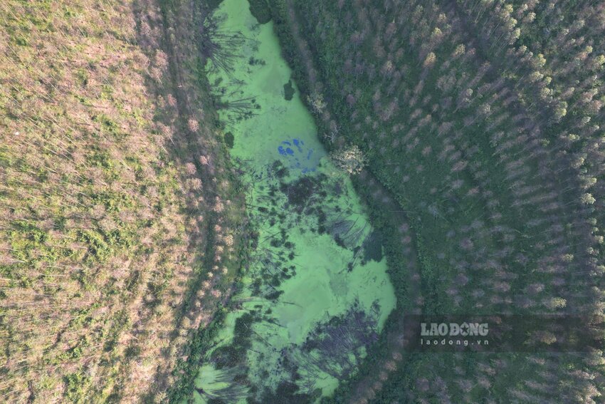 Vung dat mien trung du xinh dep bi vay ban boi nuoc thai cua trai lon. Anh: To Cong.