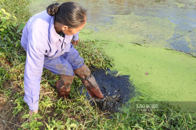 Nguoi dan cho phong vien tan thay dong nuoc thai trong dien tich dat nong nghiep. Anh: To Cong.