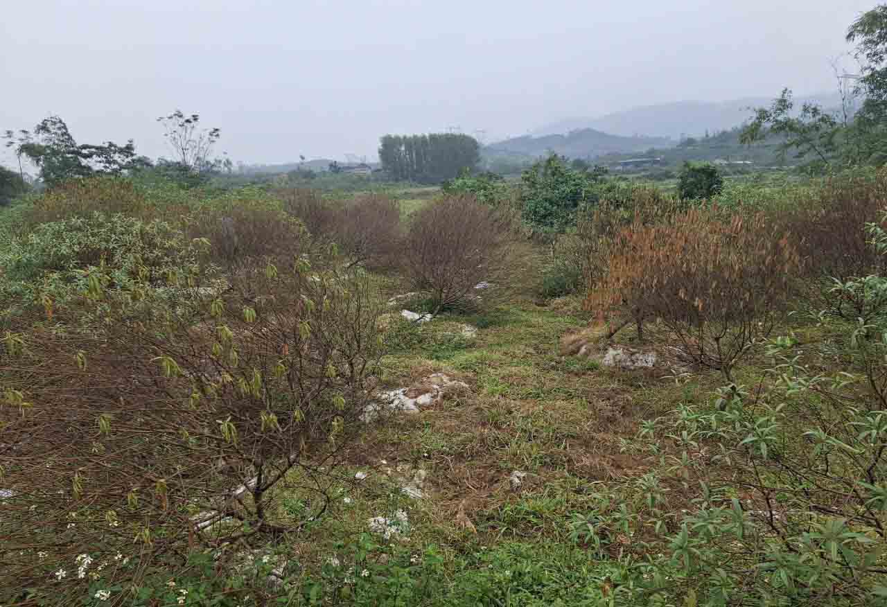 Vuon dao cua gia dinh ba Que bi chet kho. Anh: Tran Tuan.