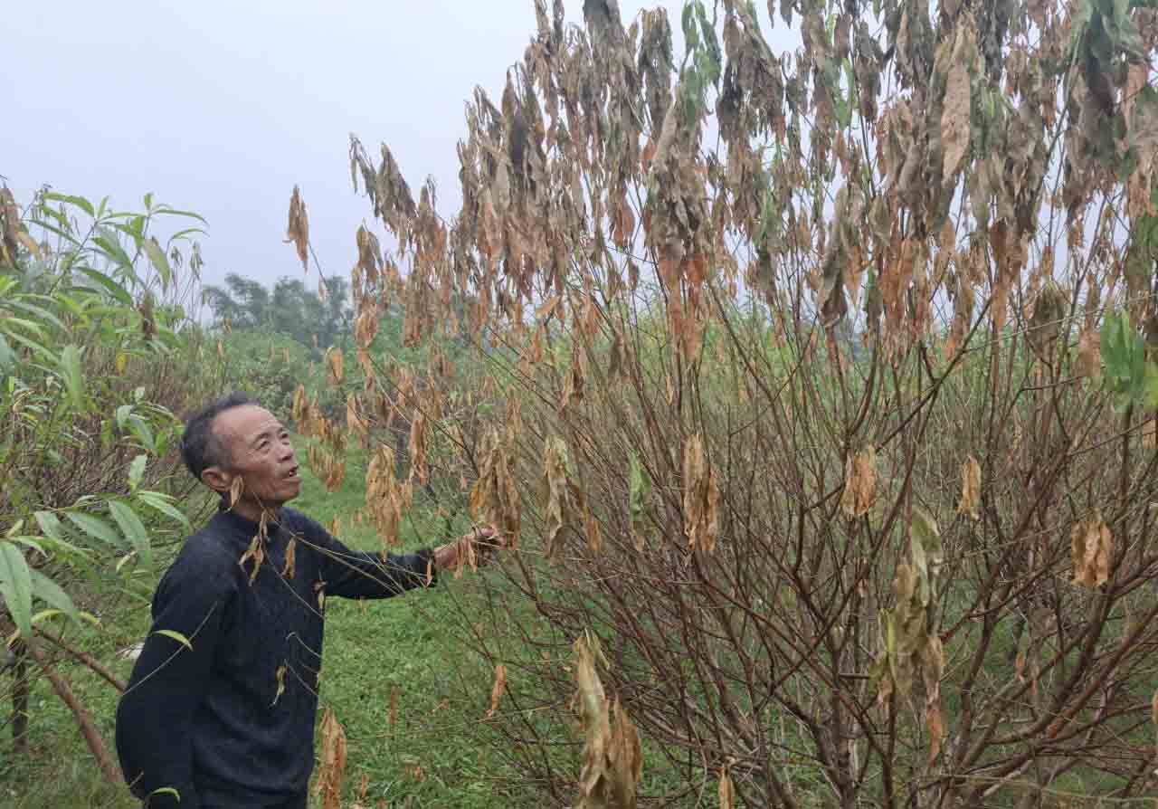 Mr. Huu mourns in the distance next to the family's dead peach trees. Photo: Tran Tuan.