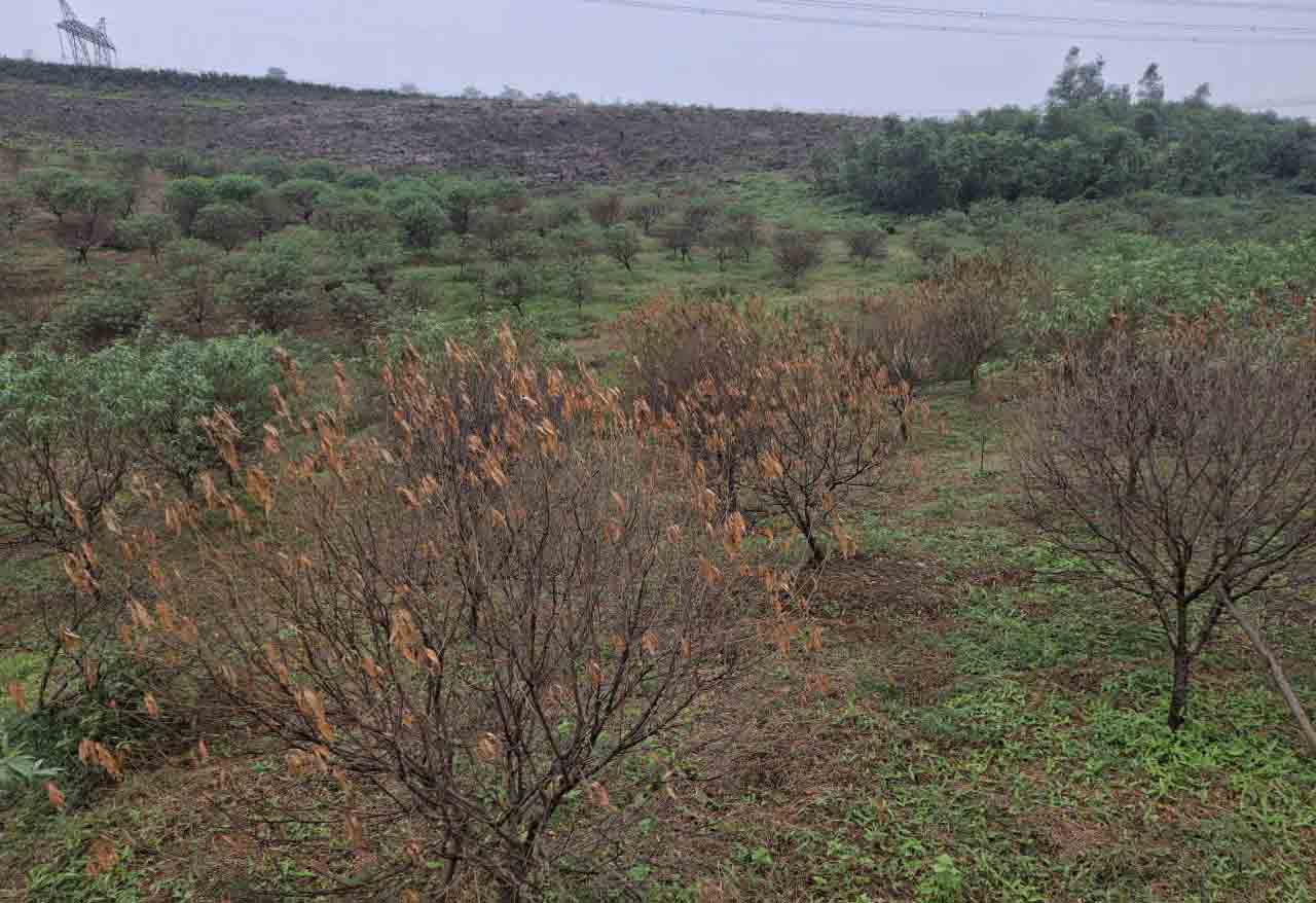 Xot xa nhung goc dao hu hong do bao. Anh: Tran Tuan.