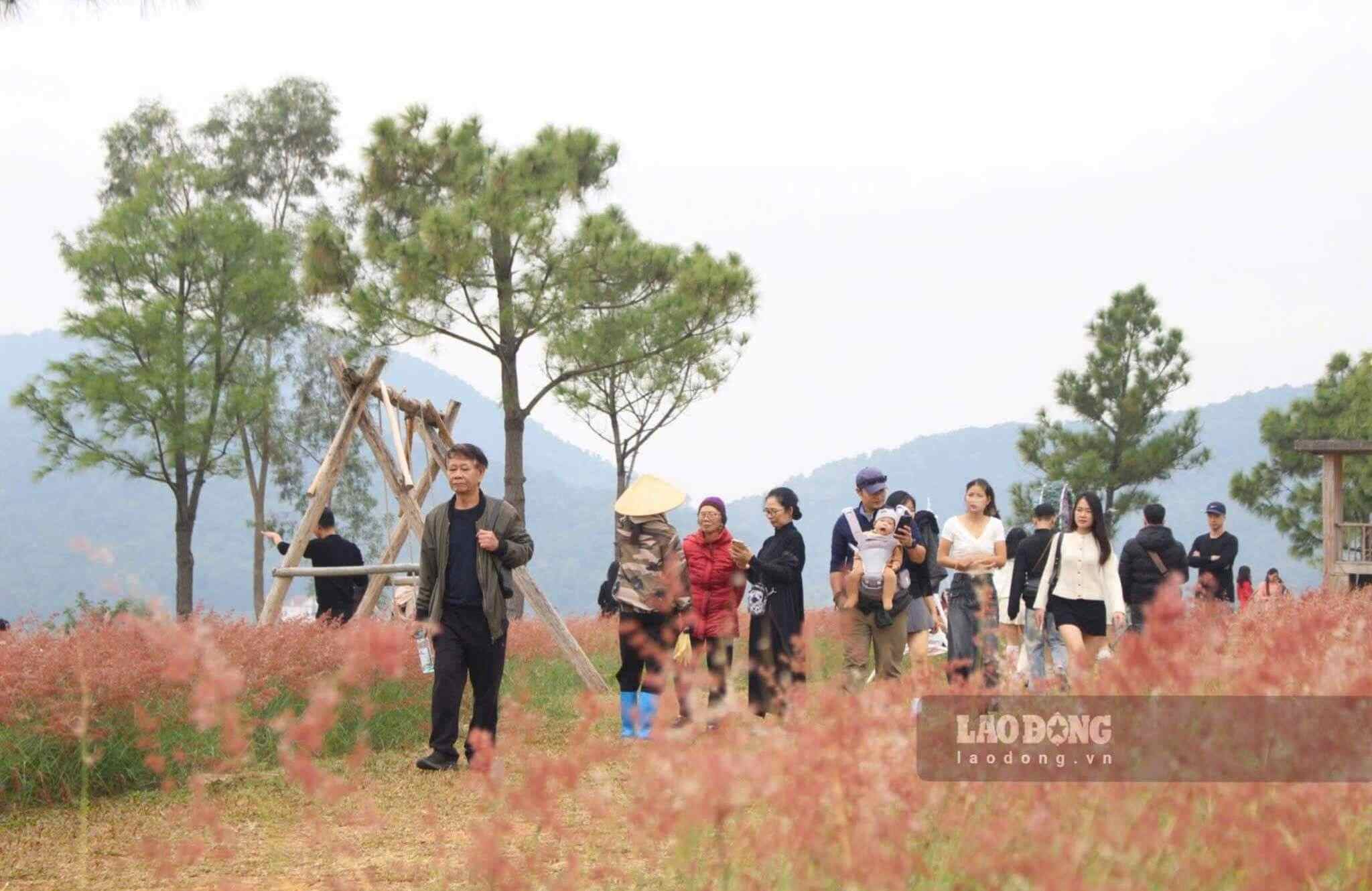 Em meio à paisagem de montanhas e colinas, com camadas de verde estendendo-se sob a seca luz do sol de inverno, a colina de grama rosa surge com uma beleza poética e romântica que cativa os visitantes. A colina de grama rosa, encostada na encosta da colina Ho Giang, localizada a cerca de 500 metros do lago Con Son, é um destino turístico muito conveniente para muitos visitantes do sítio arqueológico de Con Son-Kiep Bac.