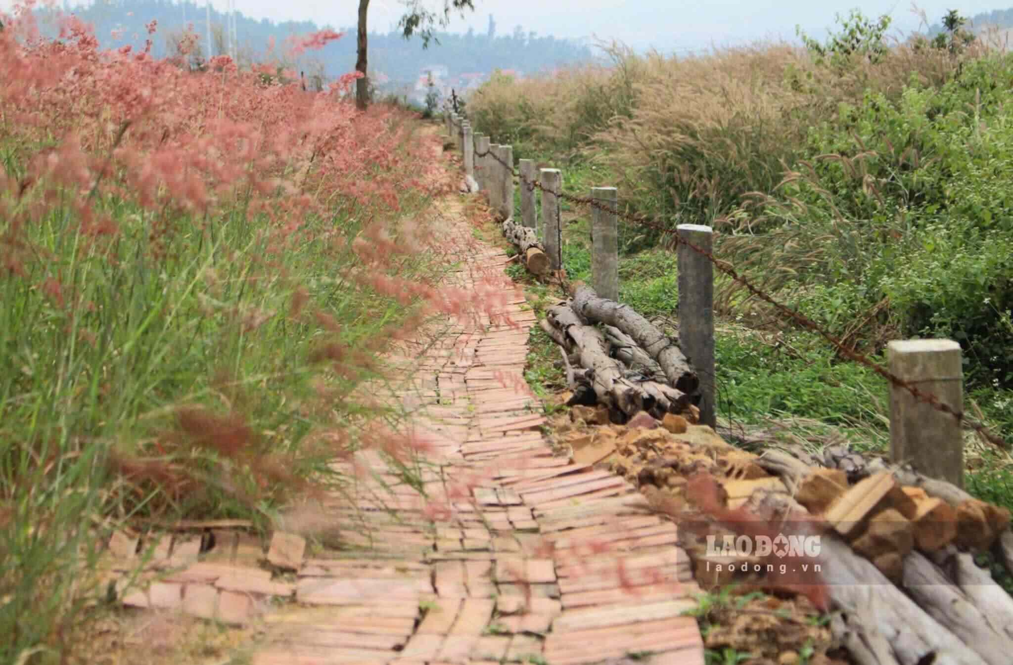 O representante do proprietário do gramado rosa informou que a área ocupada pelo gramado tem cerca de 2 hectares e está aberta aos visitantes das 6h da manhã até o final da visitação. 
