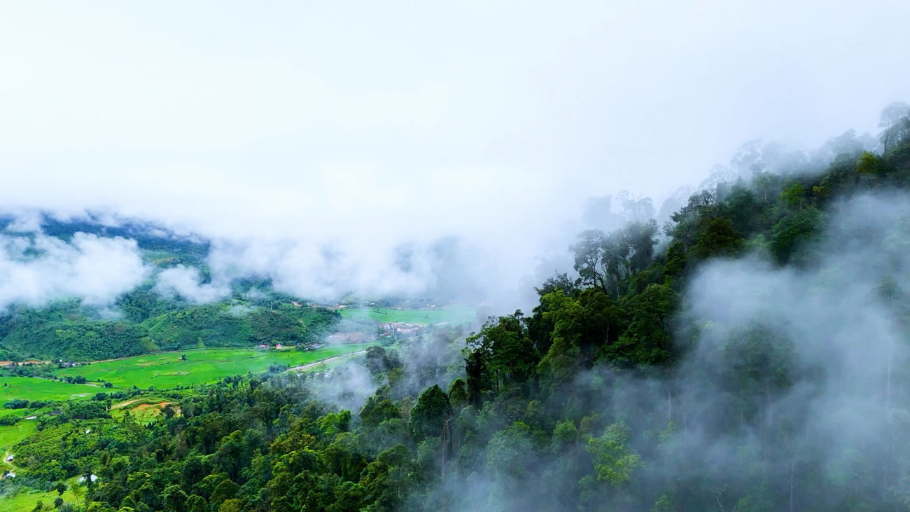 Les forêts vierges de Lào Cai sont protégées par les habitants. Photo : Minh Long