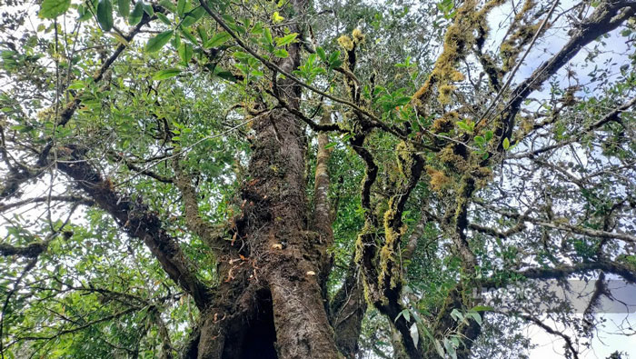 Khu Bao ton hien con rat nhieu he dong, thuc vat vo cung quy hiem, can duoc bao ve. Anh: Bao Nguyen