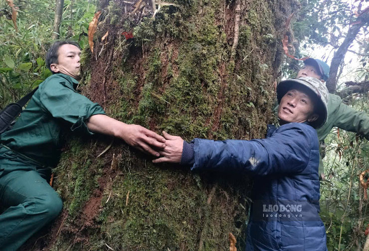 Nhung cay co thu trong rung nguyen sinh. Anh: Bao Nguyen