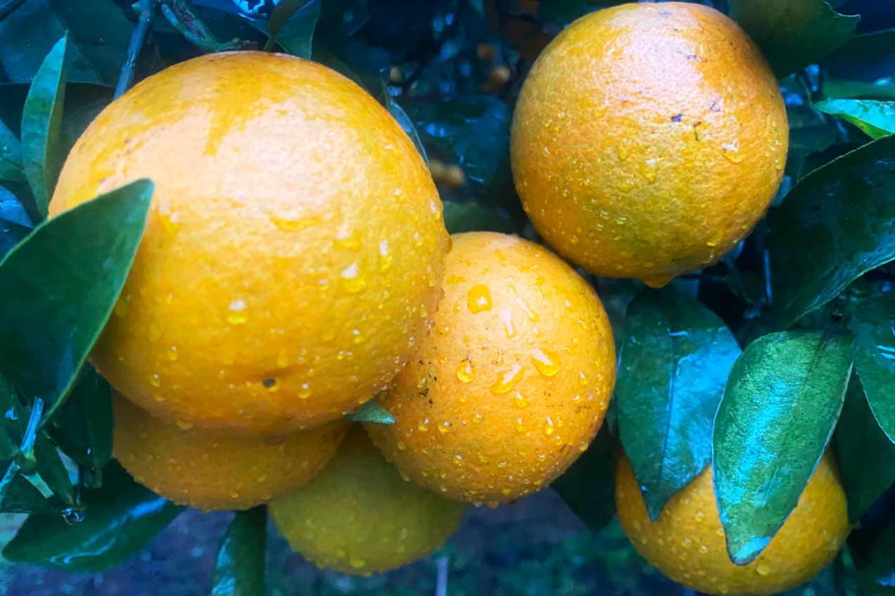 Vuon cam, quyt chin nha anh Le Van Toan, ban Van Tan, xa Muong Coi la diem check-in thu hut khach. Anh: Truong Son