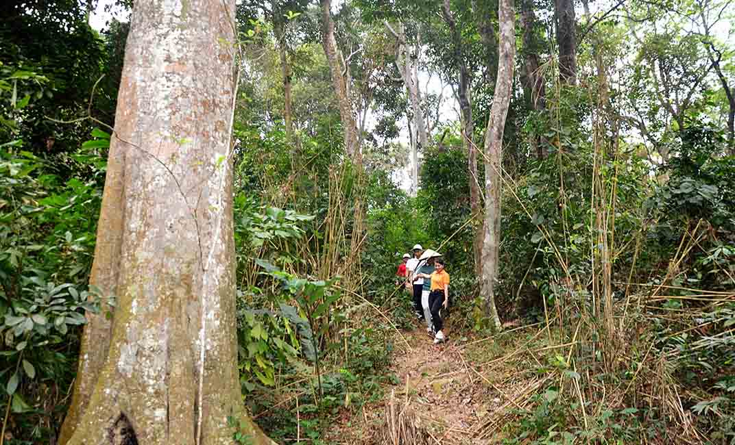 Tour trai nghiem rung Tan Trao duoc du khach lua chon khi den Tuyen Quang. Anh: Viet Bac.