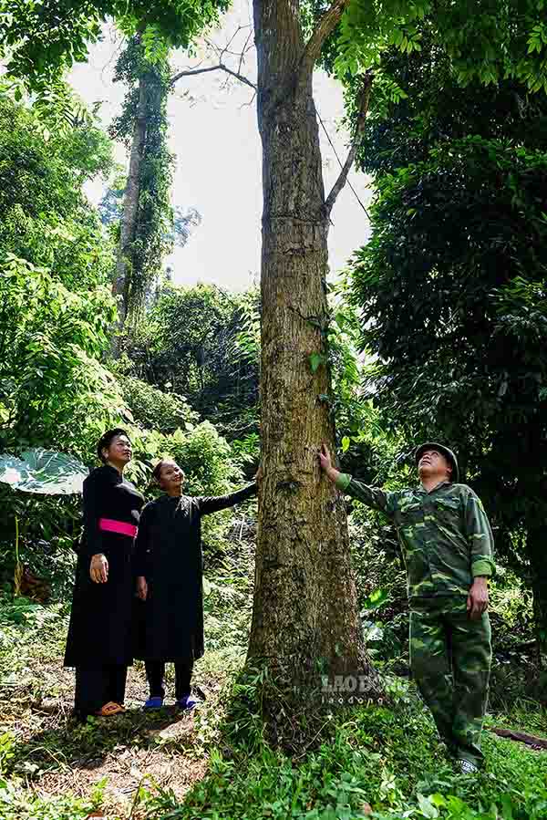 Nhung cay nghien co thu duoc nguoi dan bao ve, gin giu. Anh: Nguyen Tung.