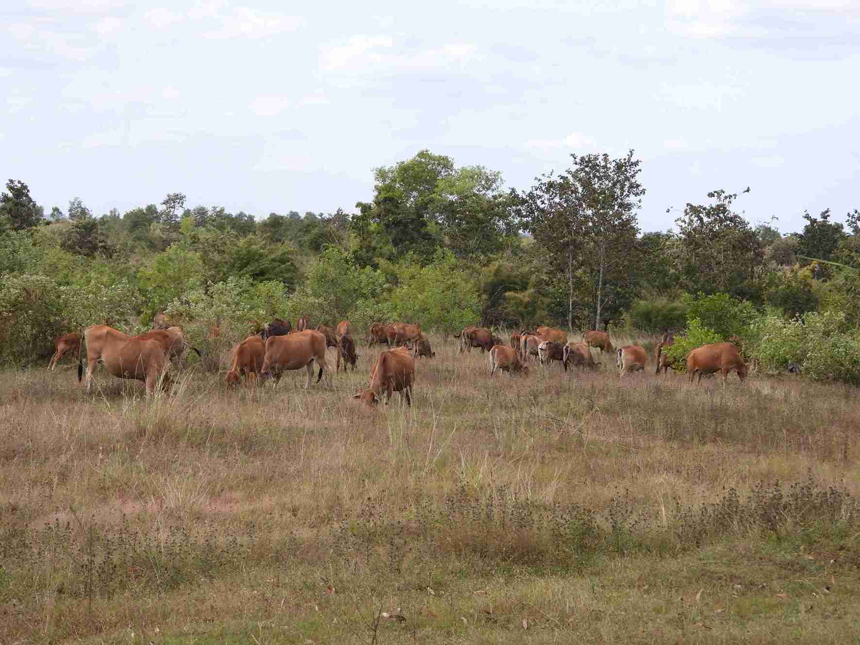 Chan nuoi van la mo hinh kinh te chu luc giup nguoi dan dia ban co thu nhap on dinh. Anh: Bao Trung