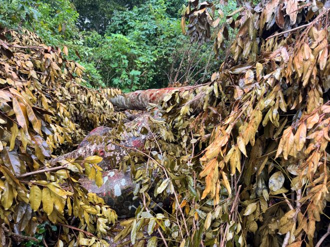 Mot so than go duoc che tam bo bang la. Anh: Phuong Anh