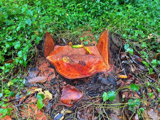 Nhung goc sa cu lon bi don ha, vet cat con rat moi. Anh: Phuong Anh