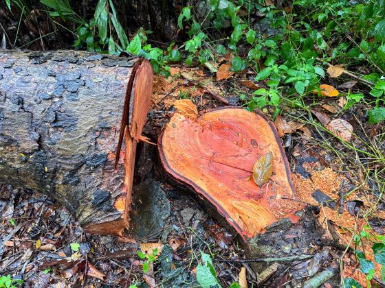 Nhieu goc con ri nhua cho thay moi bi chat. Anh: Phuong Anh