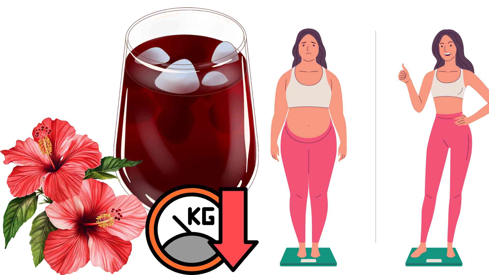 hibiscus tea supports weight loss. Graphics: Ha May