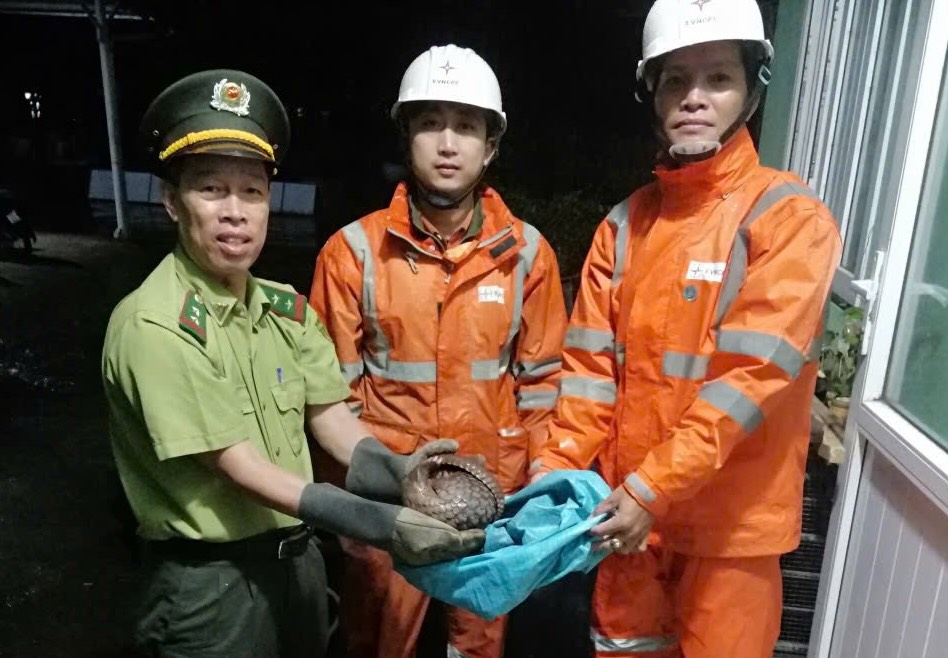 Kiểm lâm tiếp nhận cá thể tê tê quý hiếm. Ảnh: Đ. Phúc.