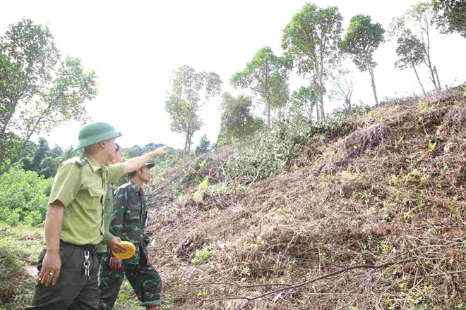 The Nam Quang Tri Special-use Forest Management Board inspects an area of forest land that is under management but has been cultivated and used by people for a long time. Photo: Hung Tho