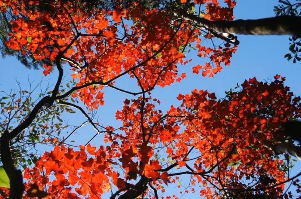 사진은 눈에 띄는 색깔의 잎을 가진 백마무화과나무입니다. 사진: 부린.