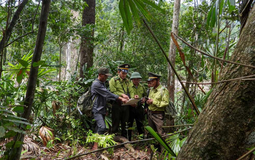 바흐마 국립공원 소장인 응우옌 부 린 씨에 따르면, 지난 2년간 산림보호대는 18,000회 이상의 정기 순찰과 1,442회의 장기 단속을 실시하여 5,468개의 동물 덫을 제거하고 217개 이상의 불법 캠프를 철거했으며 16건의 산림법 위반 사례를 적발했습니다. (사진: 부 린)