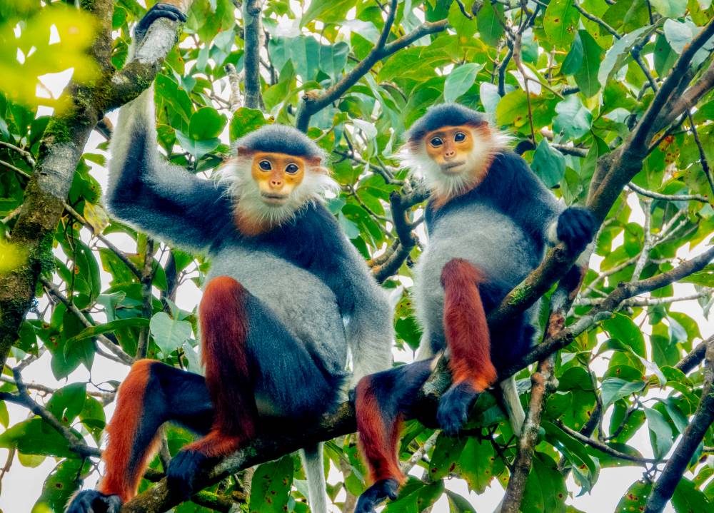 이곳은 다양한 희귀 동식물 종의 서식지입니다. 사진: BachMaNP@