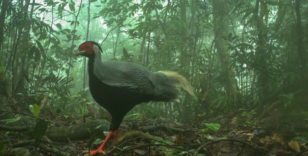 이 동물 종들은 이전에 바흐 마에서 카메라 트랩을 통해 발견된 바 있습니다.