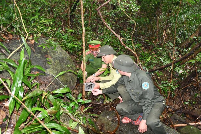 Da Nang removes many illegal wildlife traps in Son Tra Peninsula. Photo: CACC