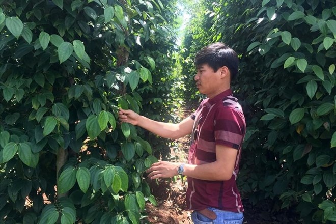 Pepper prices today 11.12: Steadily increasing. Photo: Thanh Tuan