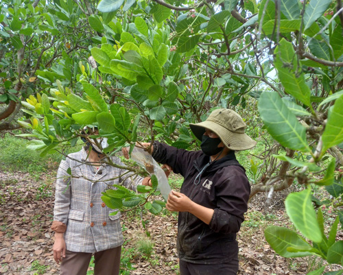 Nguoi lao dong hoc cach cham soc, ghep cay dieu. Anh: Tra My