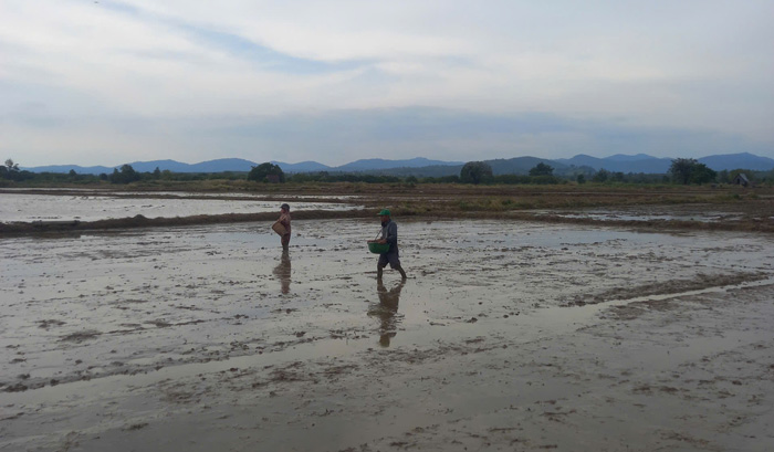 Huong dan nguoi dan xa Ia Mo gieo ma tren dong. Anh: Tra My