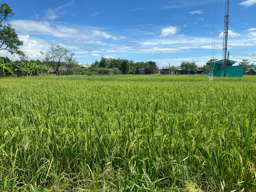 Canh dong lua tuoi tot o lang Klah, xa Ia Mo. Anh: Tra My
