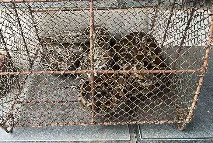 2 cá thể trăn đất là động vật quý hiếm mà ông Thuyết giao nộp để thả về tự nhiên. Ảnh: Hoàng Anh.