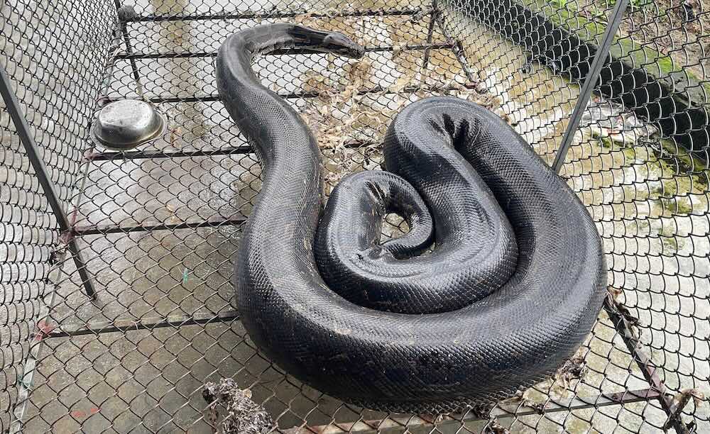 Close-up of a 37kg python in Ha Tinh that was recently discovered in a local garden. Photo: Tran Tuan