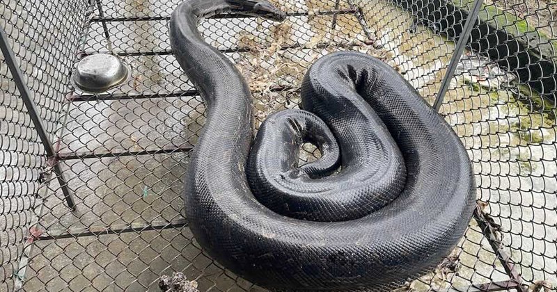 Garen Python Close-up of a 37kg python discovered in a resident's garden