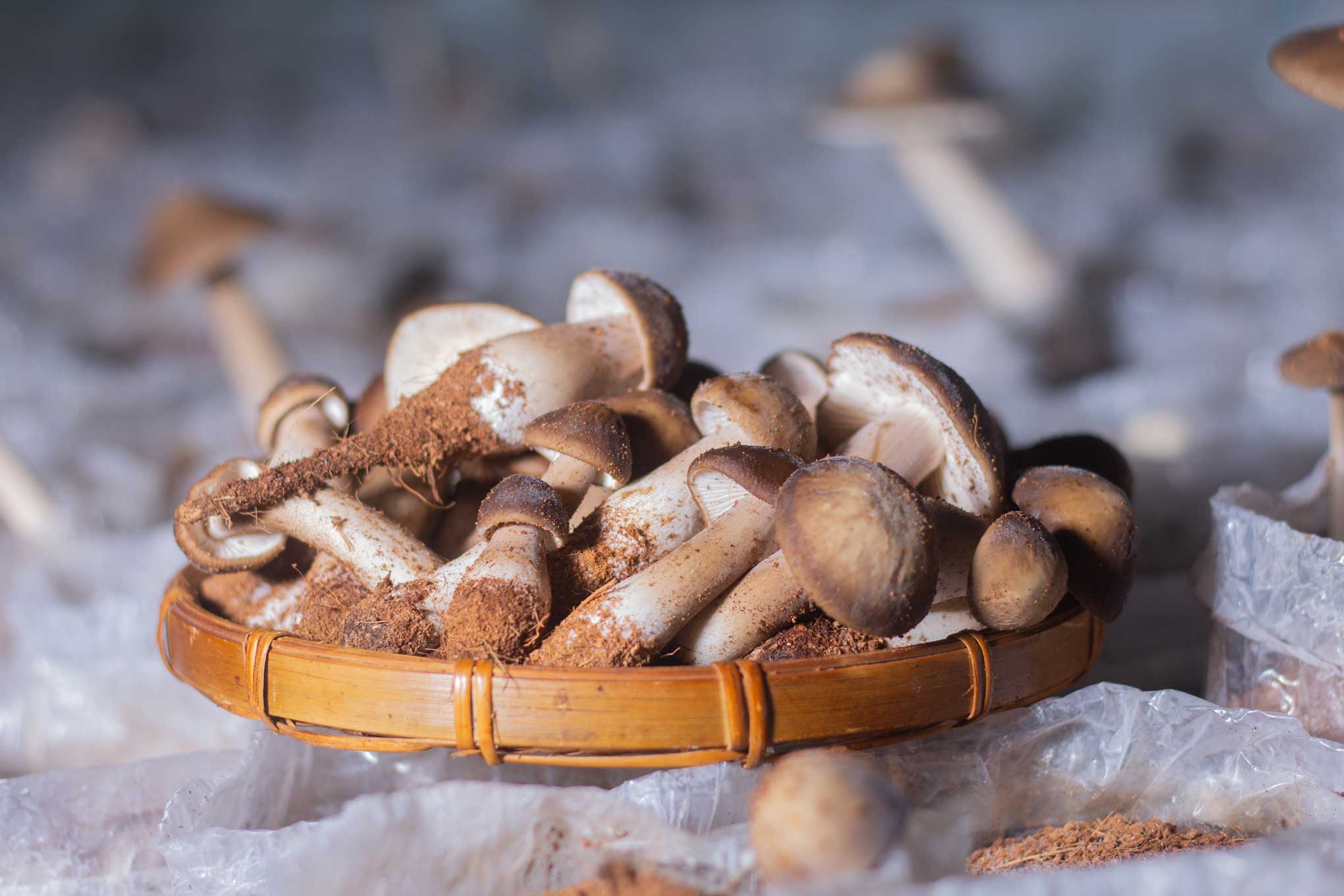 toan bo quy trinh trong nam duoc tu dong hoa bang he thong cam bien Internet van vat (IoT). Anh: My Ly