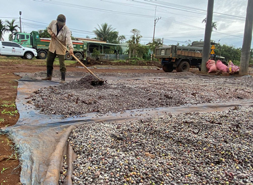 Cơ quan chức năng khuyến cáo người dân không nên phơi nông sản trên lòng, lề đường giao thông. Ảnh: Thanh Tuấn 
