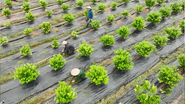 Les semences de plantes médicinales sont soigneusement sélectionnées avec des dossiers de réexportation. Photo : Ích Nhi