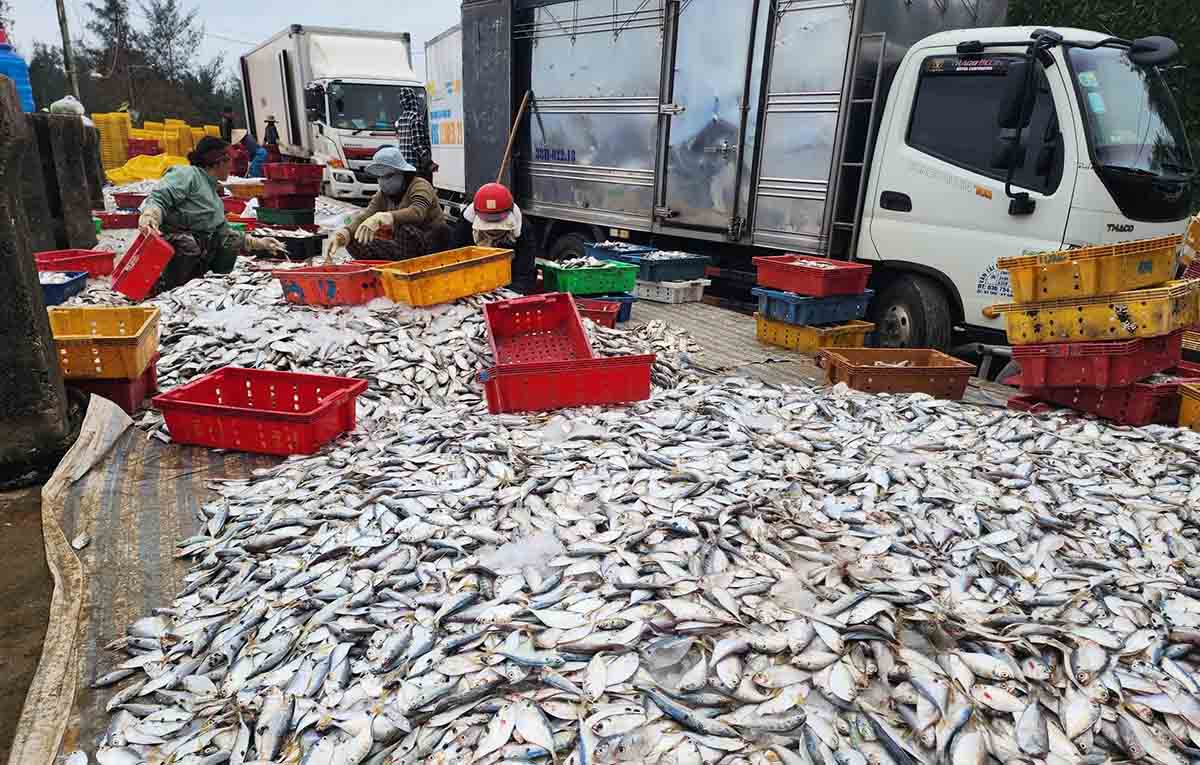 Cảnh thu mua hải sản ở phường Hải Ninh. Ảnh: Trần Tuấn.