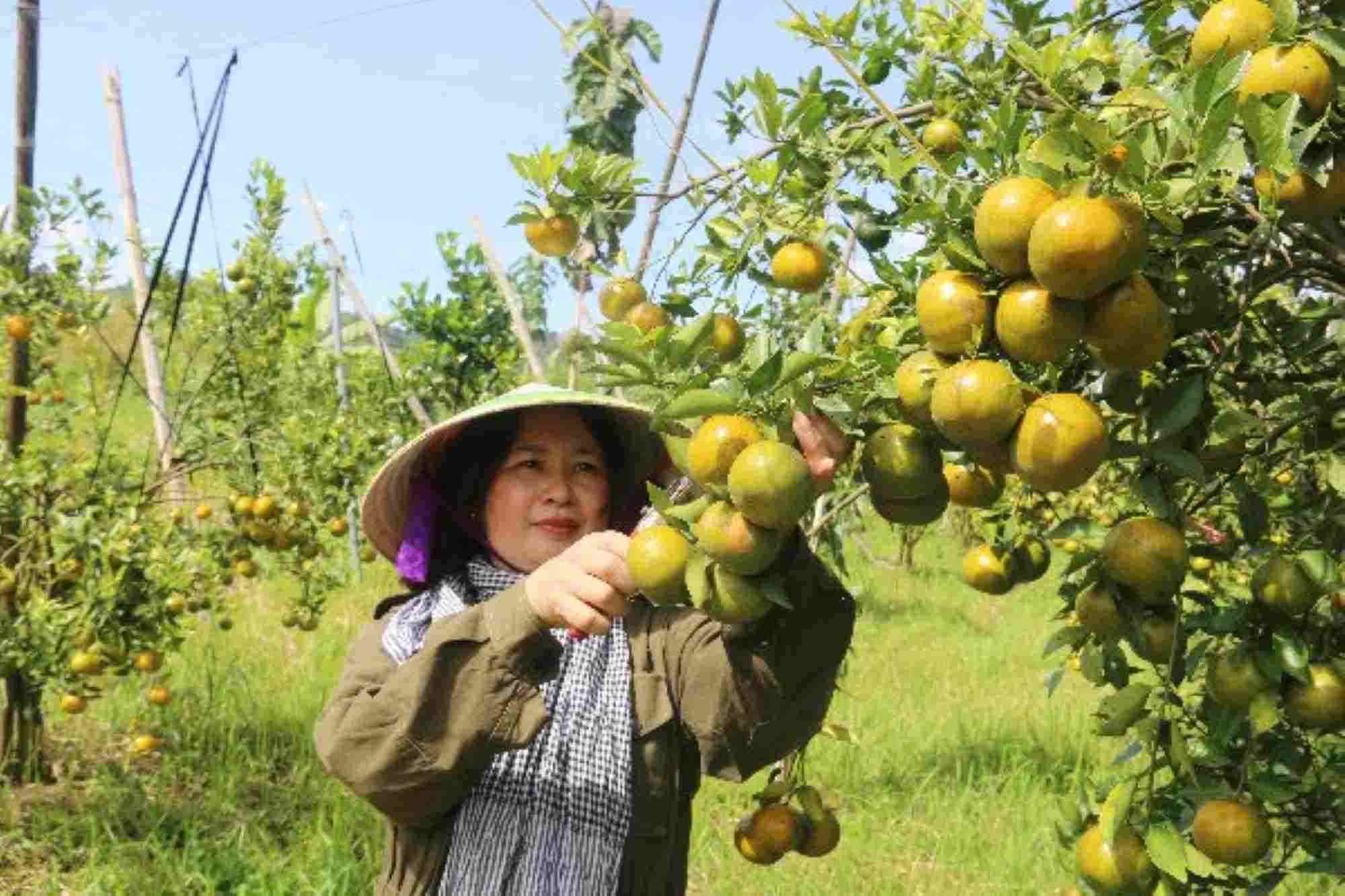 Agricultural tourism will help people directly sell agricultural products. Photo: Tra Ban
