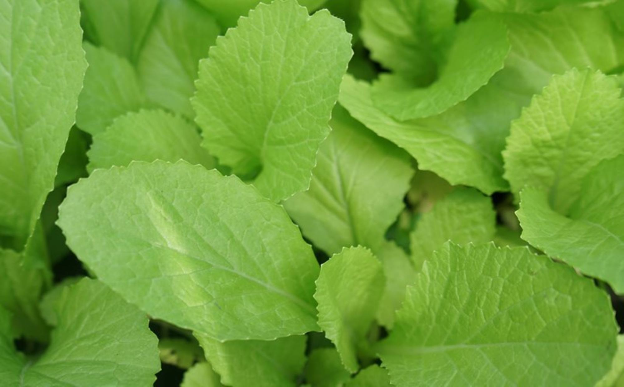 녹색 잎채소에는 피부에 좋은 비타민이 들어 있습니다. 사진: Thanh Thanh